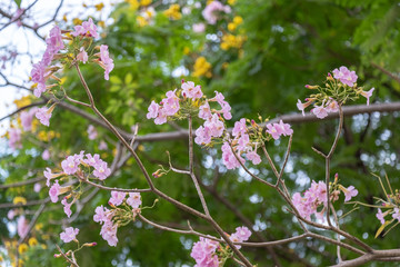 beautiful pink trumpet tree in garden. pink tabebuia in garden of Thailand.