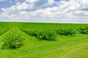 Field is planted with rows of bushes of black currant. Agriculture. Growing berries.