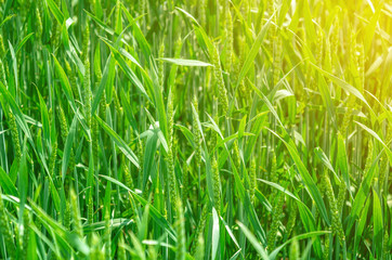Young green wheat in a field. Agricultural concept