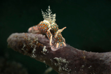 Psychedelic batwing slug (Sagaminopteron psychedelicum). Underwater macro photography from Romblon, Philippines