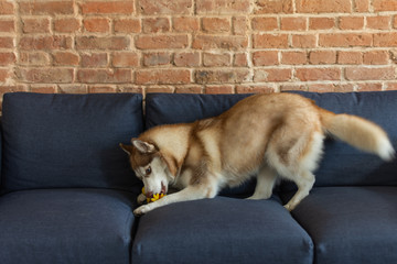 Husky dog is siting on a sofa near brick wall background. Sled dog in a living room interior.