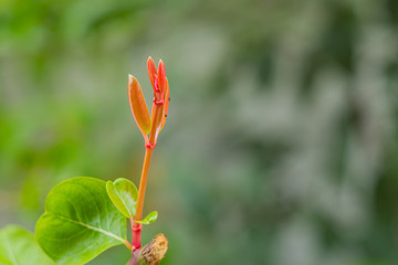 Young leaves