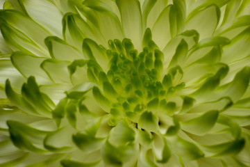 Flowers close up beautifull macro photography