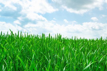 Young green wheat in a field on a background blue sky. Agricultural concept