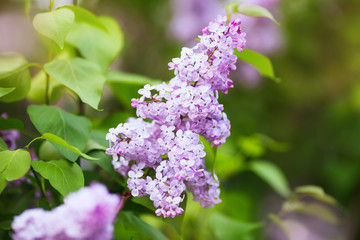 A branch of lilac during flowering in the garden.