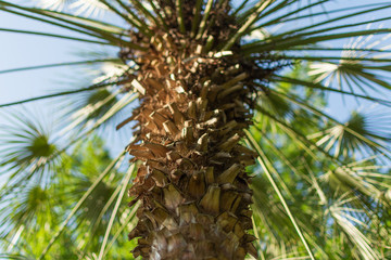 Palm leaves on a sky blue background. Palm tree background.