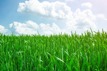 Young green wheat in a field on a background blue sky. Agricultural concept