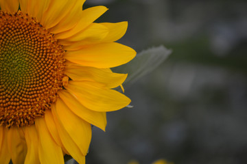 Sunflower is blooming. A large species of flower seeds. Summer. Yellow flower. Blurred background.