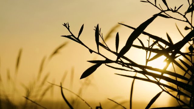 Landscapes of Torrevieja. Heavy fog and dew on green fields at dawn in Spain. 4K