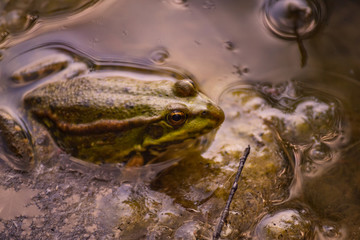 One big green frog sits in the water of a pond among muddy yellow algae.