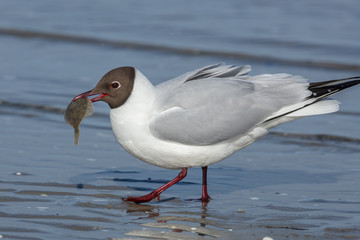 möwe mit fisch