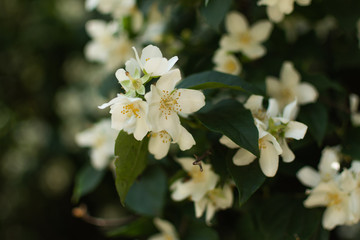 Obraz na płótnie Canvas Jasmine flower bush background closeup. Beautiful jasmin flowers in bloom.