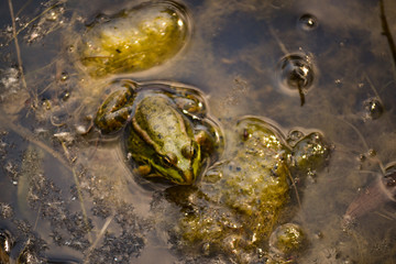 One big green frog sits in the water of a pond among muddy yellow algae.