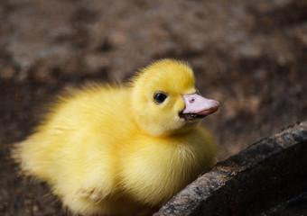 little yellow duckling