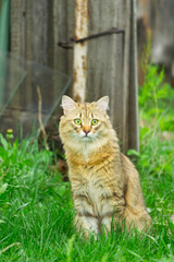 Ginger tabby cat on the nature in the green grass among the yellow dandelions. Cat walking in nature.
