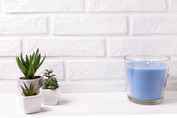 Fototapeta na wymiar Various succulents and cactus plants in pots and blue burning candle