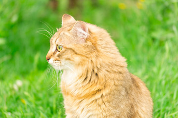 Naklejka na ściany i meble Ginger tabby cat on the nature in the green grass among the yellow dandelions. Cat walking in nature.