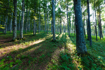 The plateau of Cansiglio