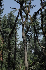 tangled tree branches in the sun