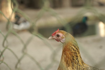 chicken in a cage close up