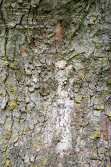 Texture écorce de bois