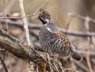 hazel grouse