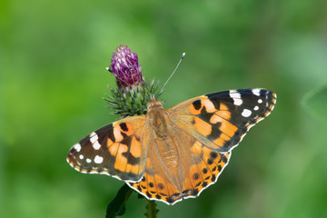 Fototapeta na wymiar Painted lady butterfly (Vanessa cardui) feeding nectar from a thistle