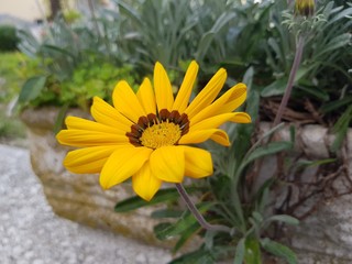 Yellow daisy