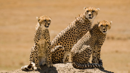 Cheetah family