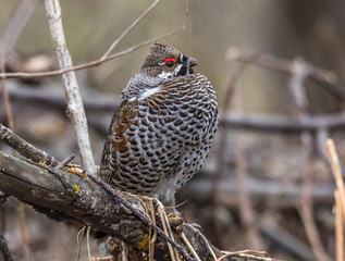 hazel grouse