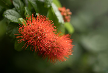 Fresh green leaves with rain water drops. Closeup of fresh green leaves with rain water drops