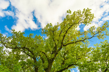 A huge, majestic oak tree photographed from the bottom up in the summer against the blue sky