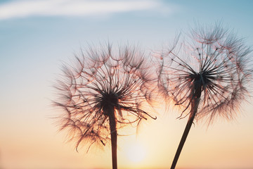 Beautiful dandelions, yellow salsify, against the sunset sky