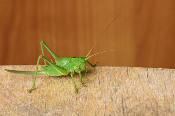 green grasshopper sitting on a wooden Board isolated closeup