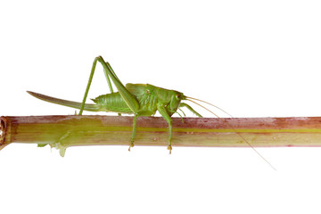 green grasshopper sitting on branch isolated on white background closeup