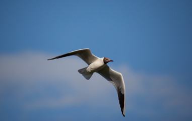 mouette rieuse