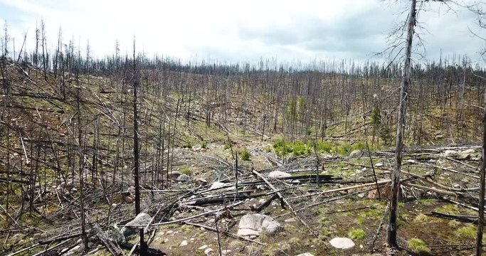 Burned Trees Idaho National Forest Wildfire Aerial Drone