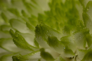 Flowers close up beautifull macro photography