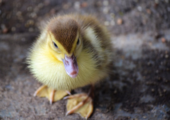 little duckling