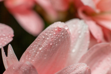Flowers close up beautifull macro photography