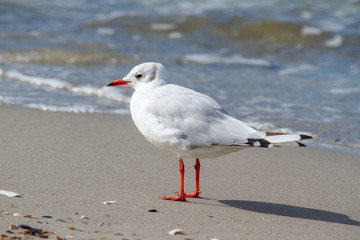 Lachmöwe auf Sandstrand