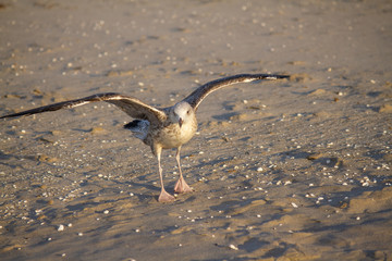Junge Silbermöwe auf Sandstrand
