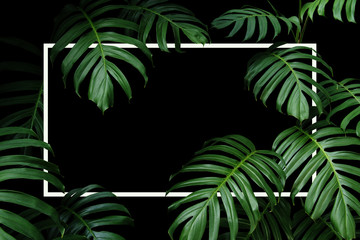 Tropical leaves nature frame layout of dark green leaf native Monstera the forest plant with white frame on black background.