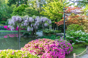 Wisteria Flowers Over Pond 11
