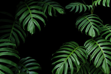 Dark green leaves of native Monstera the tropical forest plant evergreen vines, nature leaf frame...