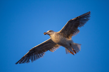Fliegende Silbermöwe (Larus argentatus)