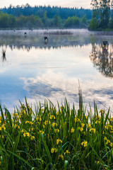 Pond near Trebon, South Bohemia, Czecg Republic