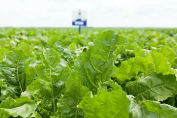 Field of young sugar beet plant