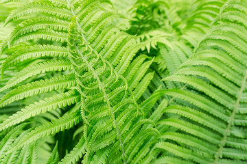 young fern leaves in the forest jungle