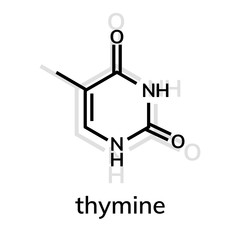 Thymine chemical formula on white background